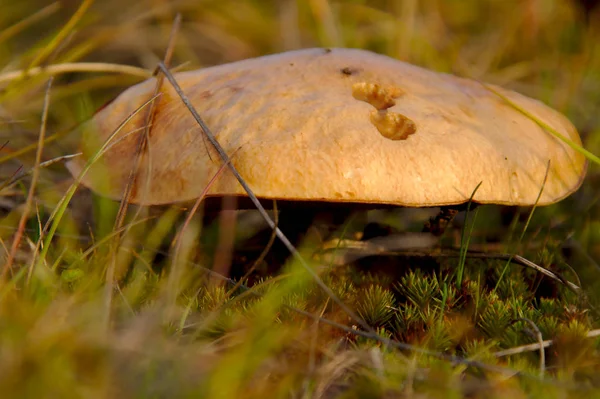 Egy Nagy Gomba Található Erdőben Ősszel Gombaszezonban — Stock Fotó