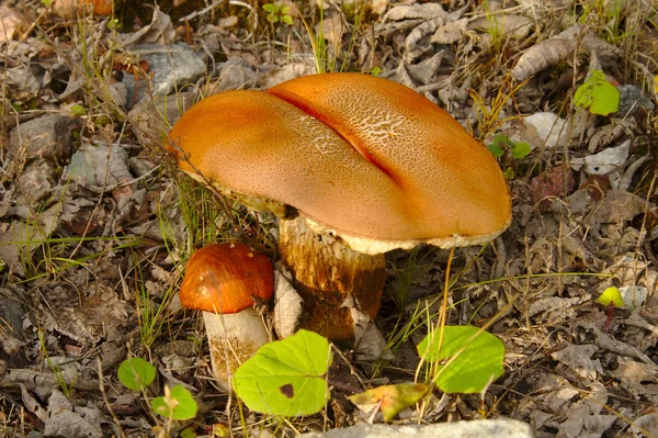 Famiglia Funghi Leccinum Che Crescono Insieme Nella Foresta Autunno Durante — Foto Stock