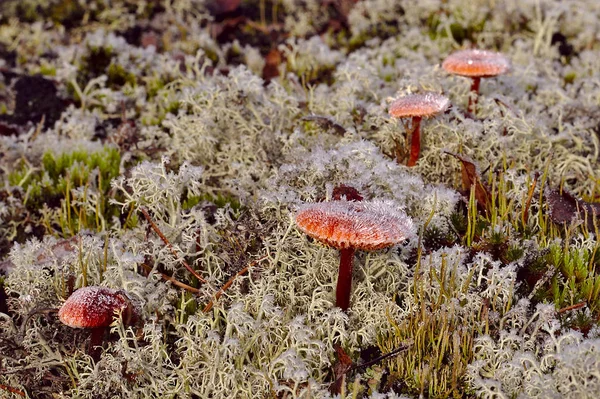 Frische Milchkappen Gefroren Wald Der Winter Naht Und Die Pilzsaison — Stockfoto