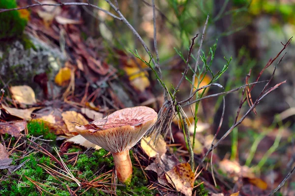 Köstlicher Milchkappenpilz Wartet Wald Auf Das Sammeln — Stockfoto