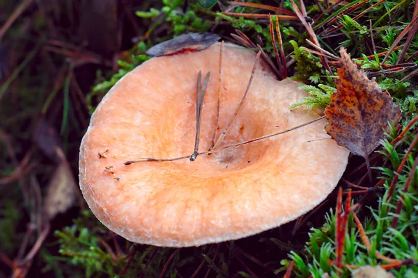 Eine Große Milchkappe Herbstlichen Wald Die Pilzsaison Hat Begonnen Und — Stockfoto