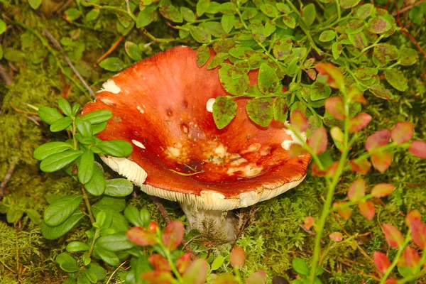 Elkezdődött Gombaszezon Piros Russula Erdőben Rejtett Zöld Levelek — Stock Fotó