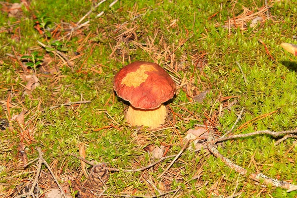 Niedlicher Pilz Wächst Glücklich Herbstlichen Wald Und Wartet Darauf Gepflückt — Stockfoto