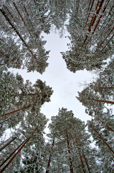 Ludzki Otwór Między Gałęziami Drzew Strzał Prosto Ziemi Szerokokątnym Obiektywem — Zdjęcie stockowe