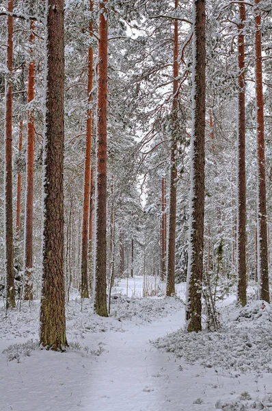 Belo Dia Inverno Floresta Neve Fresca Nas Árvores Árvores Cobertas — Fotografia de Stock