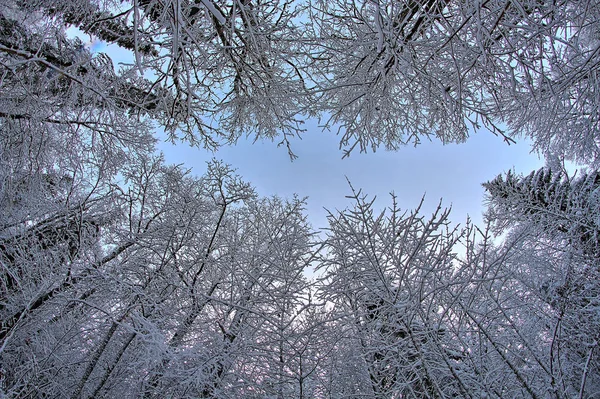 Szerokie Pionowe Zdjęcie Magicznego Zimowego Lasu Pokrytego Śniegiem — Zdjęcie stockowe