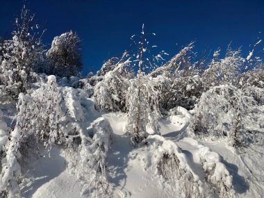 Paisaje de invierno en pueblo de Parva, Rumana Transilvania ramas de arbol cargados con nieve 