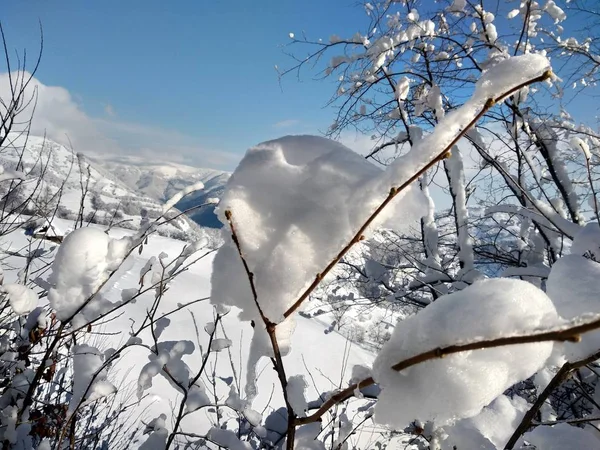 Paisaje Invierno Pueblo Parva Rumana Transilvania Ramas Arbol Cargados Con — стокове фото