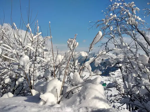 Paisaje Invierno Pueblo Parva Rumana Transilvania Ramas Arbol Cargados Con — Foto Stock