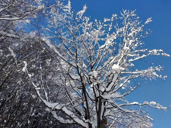 Paisaje Invierno Pueblo Parva Rumana Transilvania Ramas Arbol Cargados Con — стокове фото