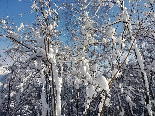 Paisaje Invierno Pueblo Parva Rumana Transilvania Ramas Arbol Cargados Con — Stock Photo, Image