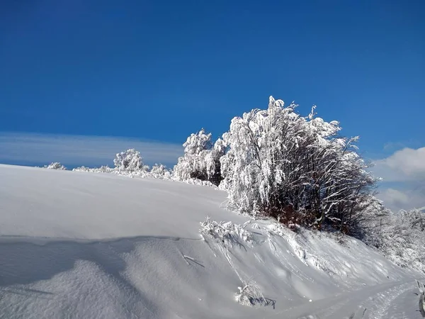 Paisaje Invierno Con Arboles Cargados Nieve Pueblo Parva Transilvania Rumania — Stock fotografie
