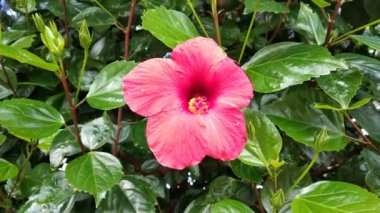 Primer plano Rosa Hibiscus roja movida por el viento