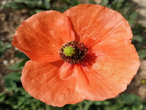  Primer plano de flor color naranja en el campo
