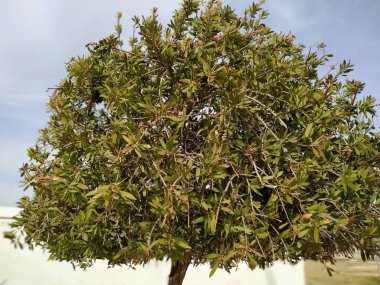 Arbol dekorativo en Mazagon provincia de Huelva  