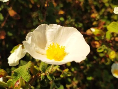  Flor de campo blanca con el centro amarillo 