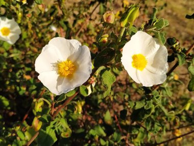  Flor de campo blanca con el centro amarillo 