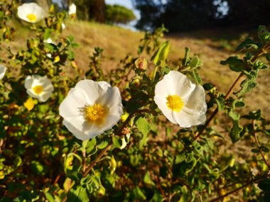  Flor de campo blanca con el centro amarillo 