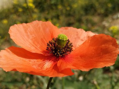  Bonita flor de color naranja el Rociana del Condado provincia de Huelva 