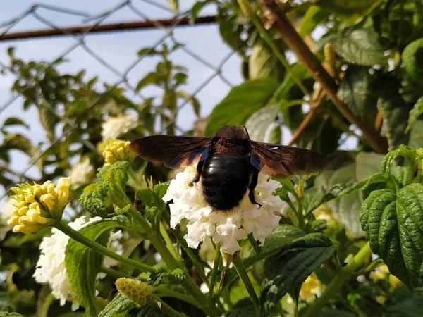 Primer Plano Mosca Grande Sobre Flor Blanca Rociana Provincia Huelva — Stock Photo, Image