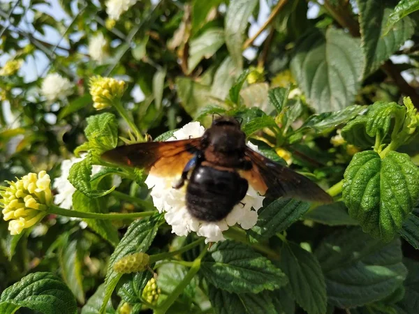 Primer Plano Mosca Grande Sobre Flor Blanca Rociana Provincia Huelva — Stock Photo, Image