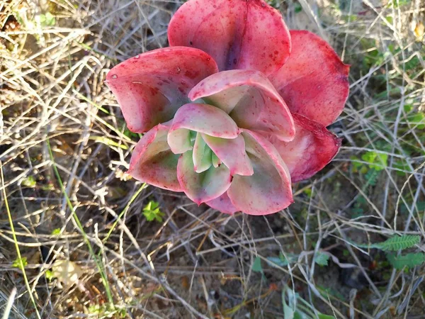 Primer Plano Planta Carnosa Colorida Mazagon Provincia Huelva — Fotografie, imagine de stoc