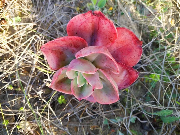 Primer Plano Planta Carnosa Colorida Mazagon Provincia Huelva — Stockfoto