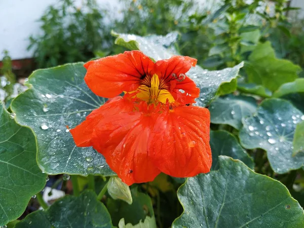 Flor Roja Fondo Hojas Verdes Gota Agua — Foto de Stock