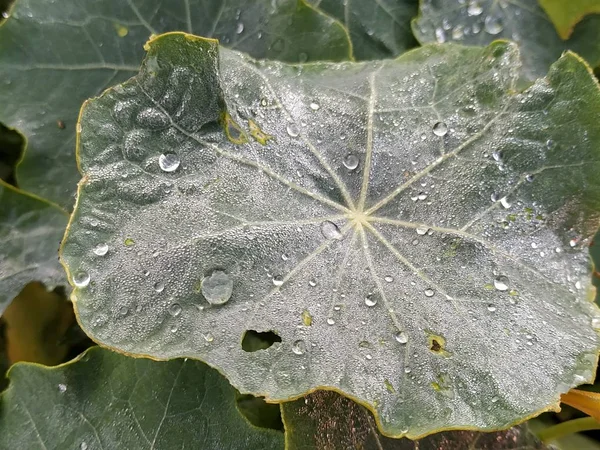 Hoja Verde Con Gotas Agua — Foto de Stock