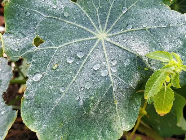 Hoja Verde Con Gotas Agua — Foto de Stock