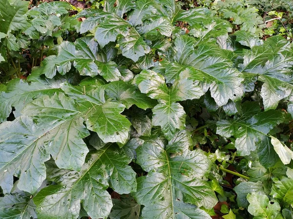 Hoja Planta Verde — Foto de Stock