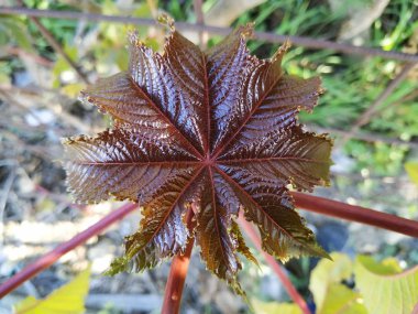 Ricinus communis planta venenosa hoja morada en Cartaya provincia de Huelva