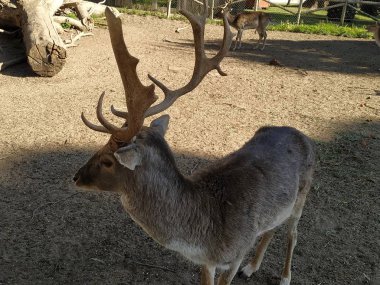 Ciervo en cautividad en zoo de Ayamonte, provincia, de Huelva, Espana,Endülüs, Europa