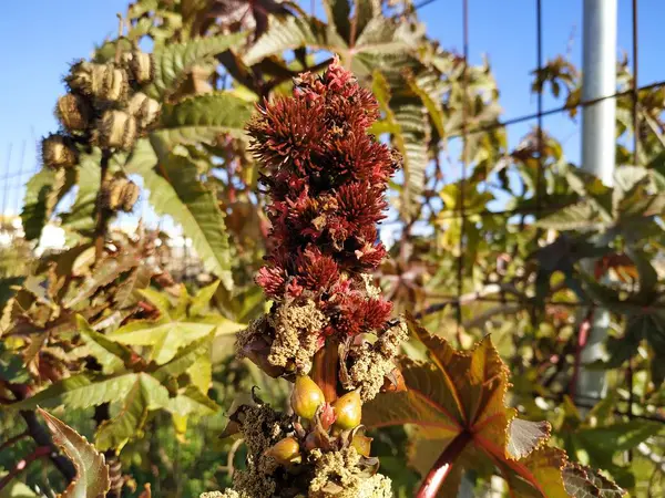 Ricinus Communis Frutos Planta Venenosa Hoja Morada Cartaya Provincia Huelva — Foto de Stock