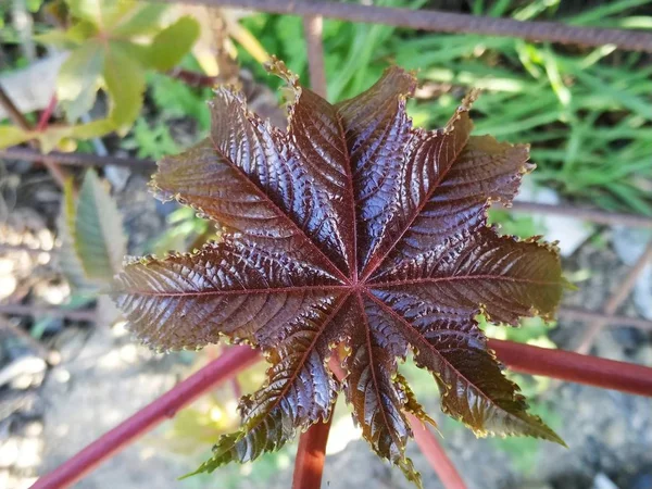 Ricinus Communis Planta Venenosa Hoja Morada Cartaya Provincia Huelva — Stock Photo, Image