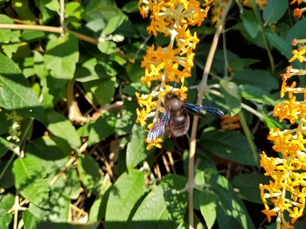 Primer plano de mosca ayık bitkiler