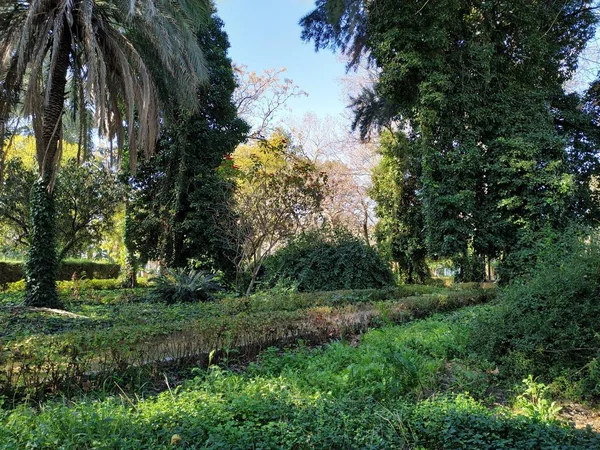 Plantas Arboles Hierba Zoo Ayfete Provincia Huelva Espana — стоковое фото