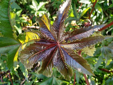 Ricinus communis planta venenosa hoja morada en Cartaya provincia de Huelva