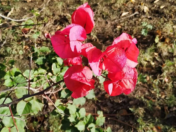 Buganvilla Color Rosado Flor Tropical Con Hojas Verdes Ayamontes Espana — Stockfoto