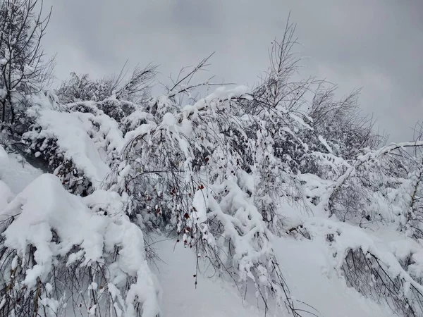 Arboles Montes Cargado Nieve Pueblo Parva Rumana Transilvânia Paisaje Invierno — Fotografia de Stock