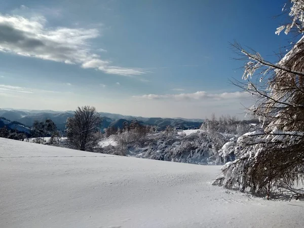 Arboles Montes Cargado Nieve Pueblo Parva Rumana Transilvania Paisaje Invierno — Stockfoto