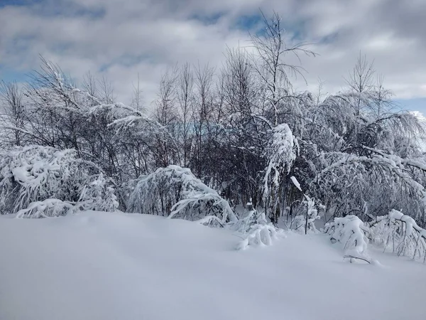 Arboles Montes Cargado Nieve Pueblo Parva Rumana Transilvania Paisaje Invierno — Foto Stock