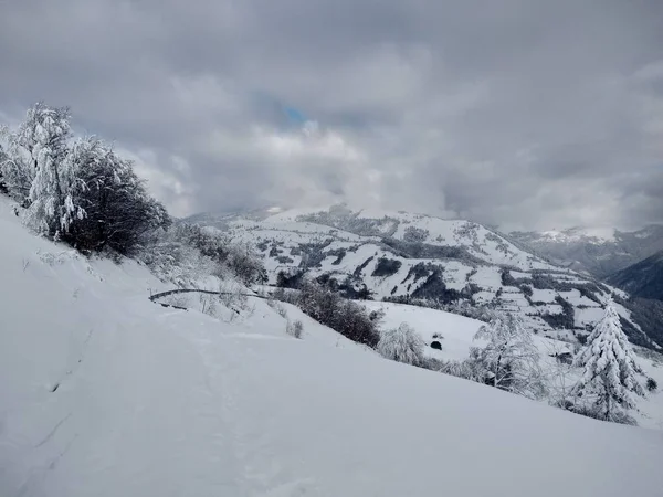 Drzewa Ośnieżone Góry Wieś Parva Rumunia Transylwania Krajobraz Zimowy — Zdjęcie stockowe