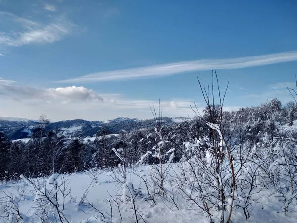 Arboles Montes Cargado Nieve Pueblo Parva Rumana Transilvania Paisaje Invierno Immagine Stock