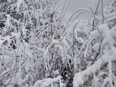 Romanya, Trasilvania, Parva köyünde karla kaplı dalları ağaçları ile Karpat dağlarında güzel kış manzara.