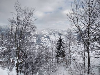  Romanya, Trasilvania, Parva köyünde karla kaplı ağaçlar ile Karpat dağlarında güzel kış manzara.