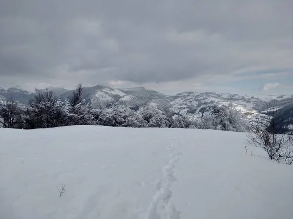 Piękny Zimowy Krajobraz Karpatach Drzewami Pokrytymi Śniegiem Rumunii Trasilvania Wieś — Zdjęcie stockowe