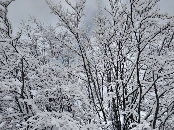 Bela Paisagem Inverno Nas Montanhas Dos Cárpatos Com Ramos Árvores — Fotografia de Stock