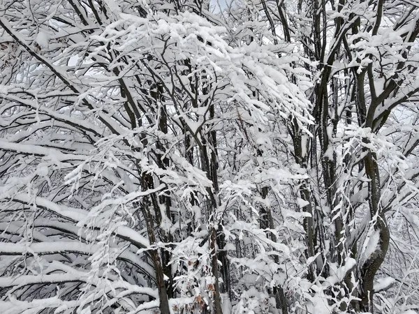 Bela Paisagem Inverno Nas Montanhas Dos Cárpatos Com Ramos Árvores — Fotografia de Stock