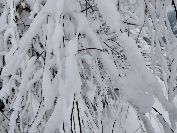 Bela Paisagem Inverno Nas Montanhas Dos Cárpatos Com Ramos Árvores — Fotografia de Stock